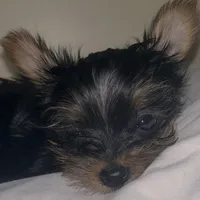 Baby Girl#1 - Q…Quite , a female Yorkshire Terrier for sale in Decatur, GA – 2 of 10
