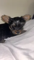 Baby Girl#1 - Q…Quite , a female Yorkshire Terrier for sale in Decatur, GA – 6 of 10