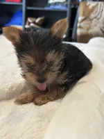 Baby boy1, a male Yorkshire Terrier for sale in Decatur, GA – Photo 4 of 8