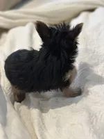 Baby boy1, a male Yorkshire Terrier for sale in Decatur, GA – Photo 2 of 8