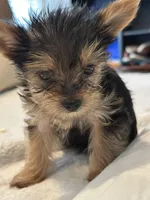 Baby boy1, a male Yorkshire Terrier for sale in Decatur, GA – Photo 6 of 8