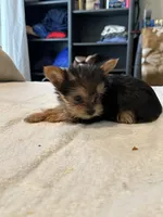 Baby boy1, a male Yorkshire Terrier for sale in Decatur, GA – Photo 8 of 8