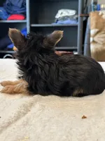 Baby boy1, a male Yorkshire Terrier for sale in Decatur, GA – Photo 7 of 8