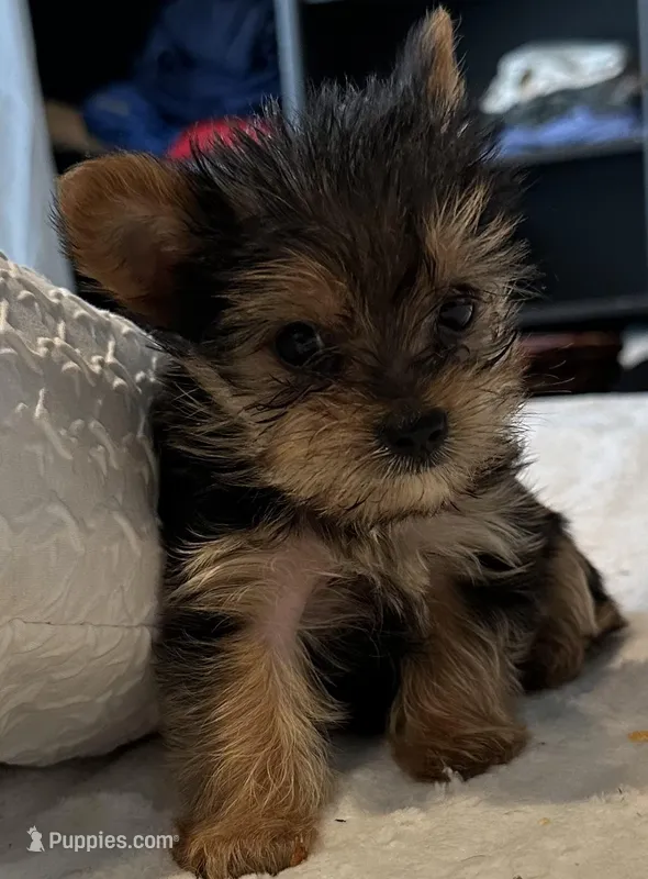 Baby boy1, a male Yorkshire Terrier for sale in Decatur, GA – Photo 1 of 8