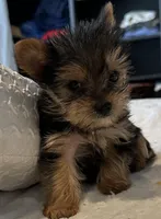 Baby boy1, a male Yorkshire Terrier for sale in Decatur, GA – Photo 1 of 8