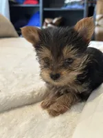Baby boy1, a male Yorkshire Terrier for sale in Decatur, GA – Photo 5 of 8