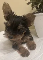 Baby Girl#1 - Q…Quite , a female Yorkshire Terrier for sale in Decatur, GA – 9 of 10