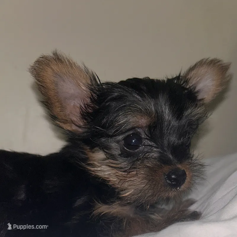 Baby Girl#1 - Q…Quite  – Yorkshire Terrier puppy for sale in Decatur, GA