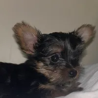 Baby Girl#1 - Q…Quite , a female Yorkshire Terrier for sale in Decatur, GA – 1 of 10