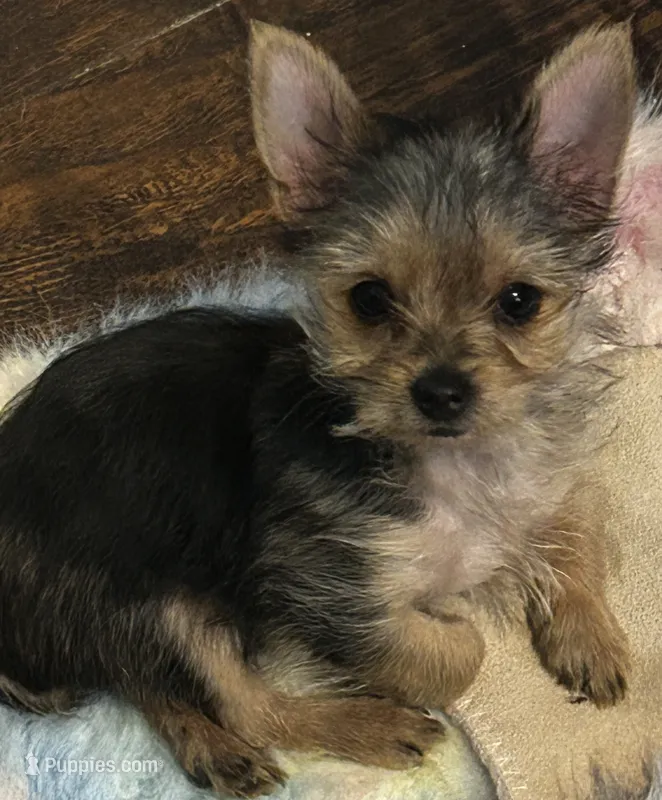 Pee Wee, a male Yorkshire Terrier for sale in Decatur, GA – 1 of 6