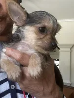 Pee Wee, a male Yorkshire Terrier for sale in Decatur, GA – 4 of 6