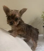 Baby girl #2  Storm, a female Yorkshire Terrier for sale in Decatur, GA – 8 of 10