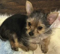 Pee Wee, a male Yorkshire Terrier for sale in Decatur, GA – 3 of 6