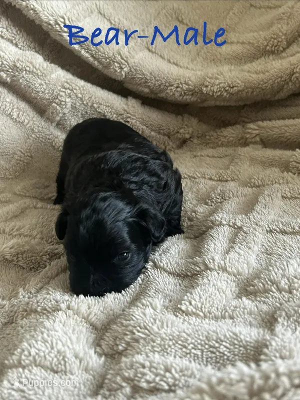 Bear, a male Shichon for sale in Queen Creek, AZ – Photo 1 of 10
