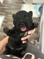 Bear, a male Shichon for sale in Queen Creek, AZ – Photo 7 of 10