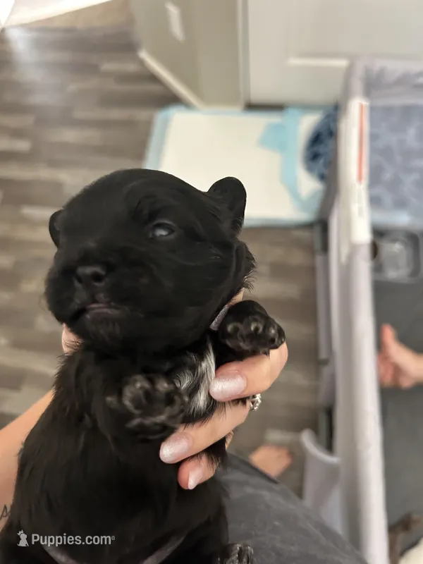Bear/Batdog – Shichon puppy for sale in Queen Creek, AZ