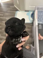 Bear, a male Shichon for sale in Queen Creek, AZ – Photo 2 of 10