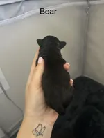 Bear/Batdog, a male Shichon for sale in Queen Creek, AZ – Photo 2 of 2