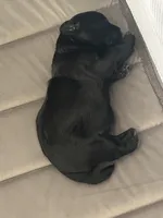 Bear, a male Shichon for sale in Queen Creek, AZ – Photo 5 of 10