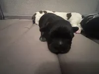 Bear, a male Shichon for sale in Queen Creek, AZ – Photo 4 of 10