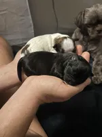 Bear, a male Shichon for sale in Queen Creek, AZ – Photo 8 of 10