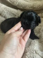 Bear, a male Shichon for sale in Queen Creek, AZ – Photo 10 of 10