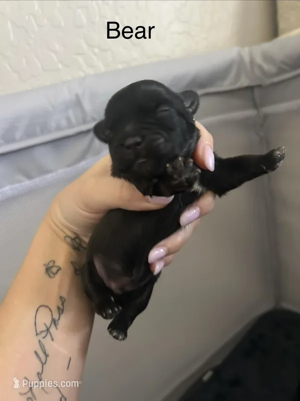 Bear/Batdog – Shichon puppy for sale in Queen Creek, AZ