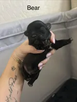 Bear/Batdog, a male Shichon for sale in Queen Creek, AZ – Photo 1 of 2