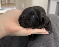 Bear, a male Shichon for sale in Queen Creek, AZ – Photo 9 of 10