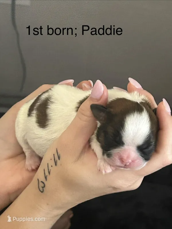 Paddie – Shichon puppy for sale in Queen Creek, AZ