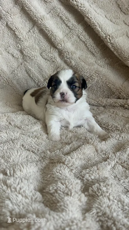 Paddie – Shichon puppy on hold in Queen Creek, AZ