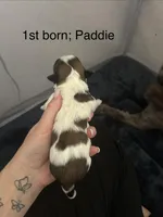 Paddie, a female Shichon for sale in Queen Creek, AZ – Photo 2 of 2