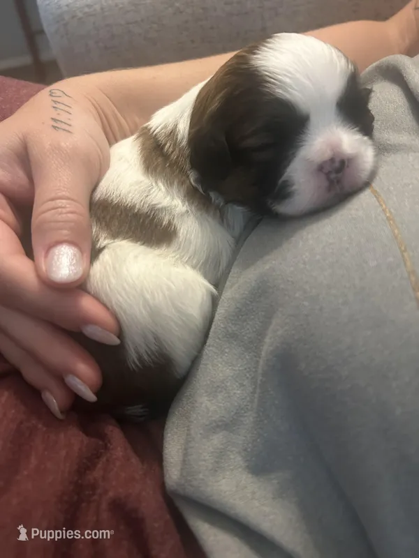 Paddie – Shichon puppy for sale in Queen Creek, AZ