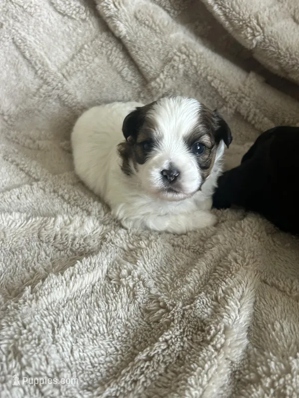 Einstein – Shichon puppy for sale in Queen Creek, AZ