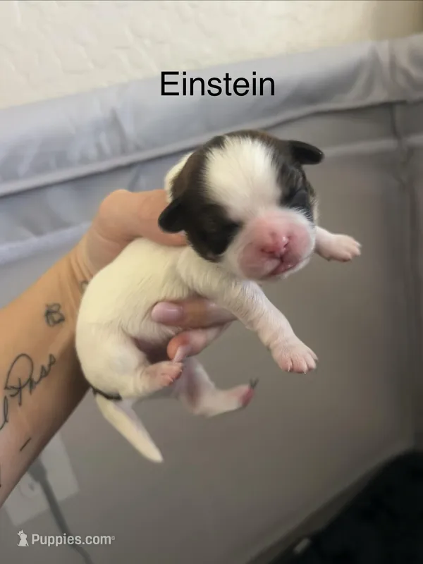 Einstein – Shichon puppy for sale in Queen Creek, AZ