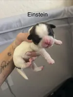 Einstein, a male Shichon for sale in Queen Creek, AZ – Photo 1 of 2