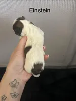Einstein, a male Shichon for sale in Queen Creek, AZ – Photo 2 of 2