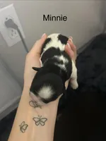 Minnie, a female Shichon for sale in Queen Creek, AZ – Photo 2 of 2