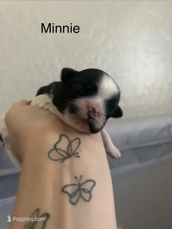 Minnie – Shichon puppy for sale in Queen Creek, AZ