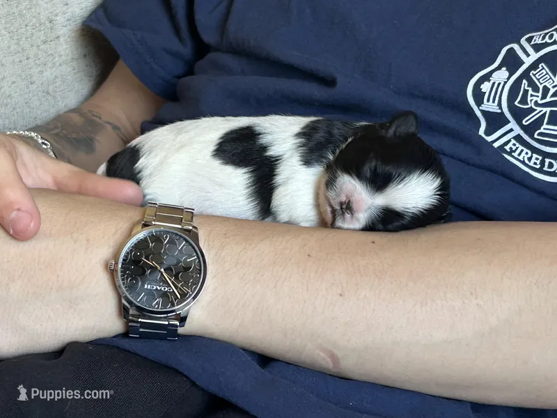 Minnie – Shichon puppy for sale in Queen Creek, AZ