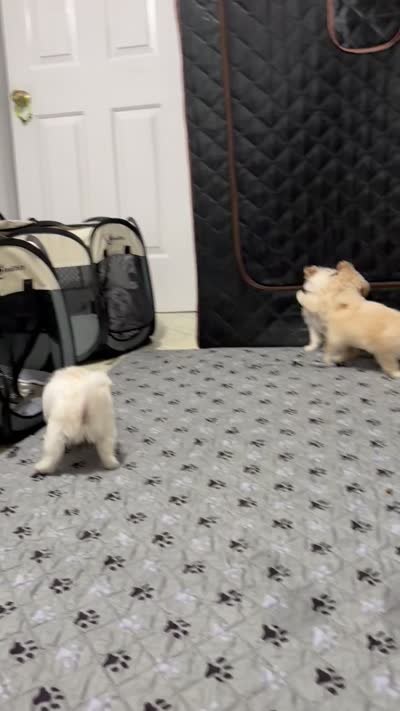Facility video