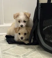 Puppies are here, a male Maltipoo for sale in Grayson, GA – 6 of 9