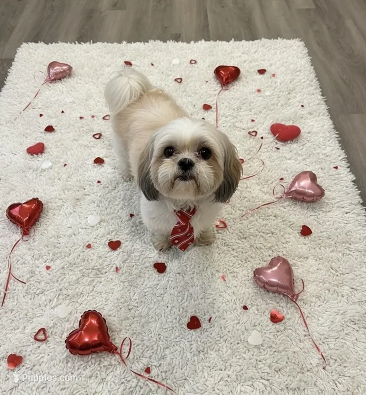 River – Shih Tzu puppy for sale in Grayson, GA