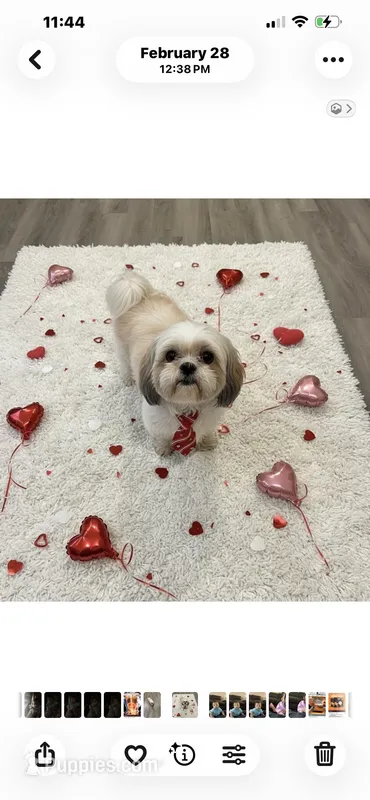 River, a male Shih Tzu for sale in Grayson, GA – Photo 1 of 1