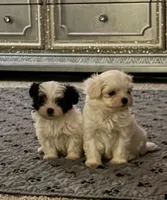 LoLa, a female Havamalt for sale in Grayson, GA – Photo 3 of 4