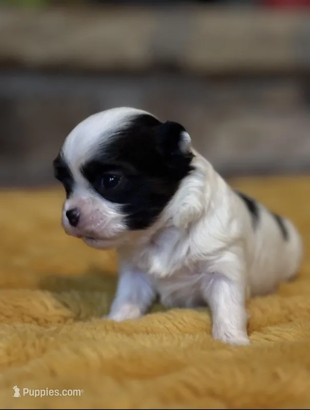 LoLa – Havamalt puppy for sale in Grayson, GA