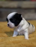 LoLa, a female Havamalt for sale in Grayson, GA – Photo 1 of 4