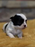 LoLa, a female Havamalt for sale in Grayson, GA – Photo 2 of 4