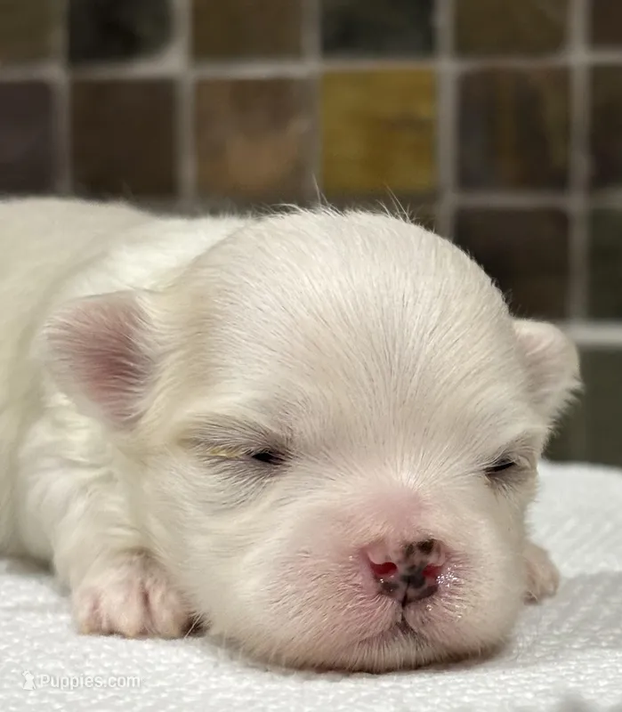 Halo – Havamalt puppy for sale in Grayson, GA