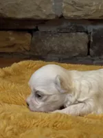 Halo, a female Havamalt for sale in Grayson, GA – Photo 3 of 4